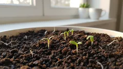 苗は伸びすぎなくなり、日ごとに丈夫になっていきます。ほんの少しの工夫が、すべてを変えるのです