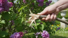 剪定の代わりに、単にライラックの枝を折ってしまえば、時間を節約できるでしょうか？その答えには驚くかもしれません