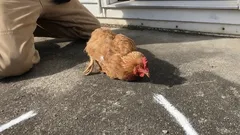 なぜ鶏はくちばしの前で線を引くと動きを止めるのか――その本当の理由とは