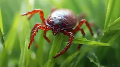 別荘のダニ:ダニが絶対に現れないようにするには何を植えるべきか